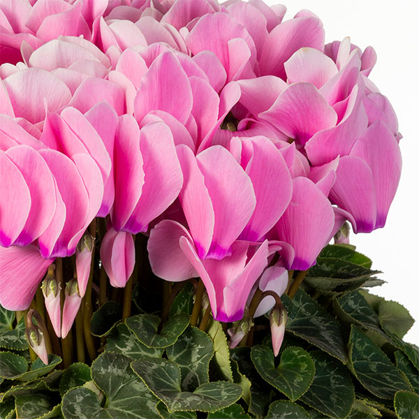 園芸ネット本店｜25-10：シクラメン：シューベルト6号鉢植え・石川英司