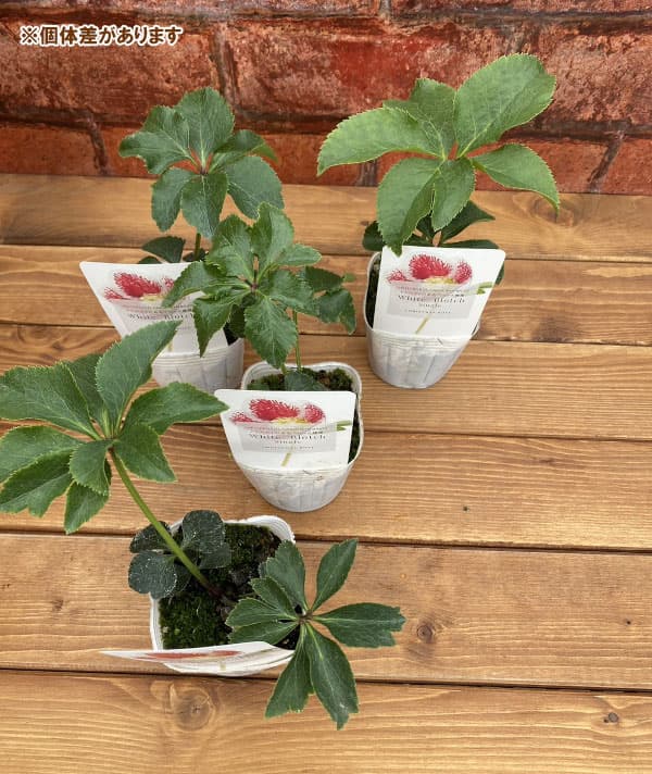 園芸ネット本店｜松村ナーセリーさんのクリスマスローズ：ホワイト