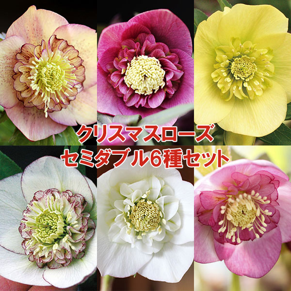 園芸ネット本店｜クリスマスローズ:セミダブル6種セット の通販【公式】