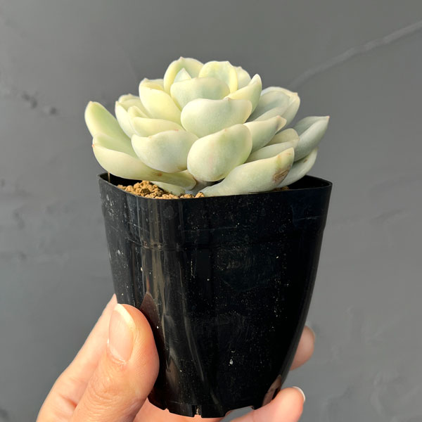 園芸ネット本店｜エケベリア：フレンドシップ錦 2.5号ポット の通販