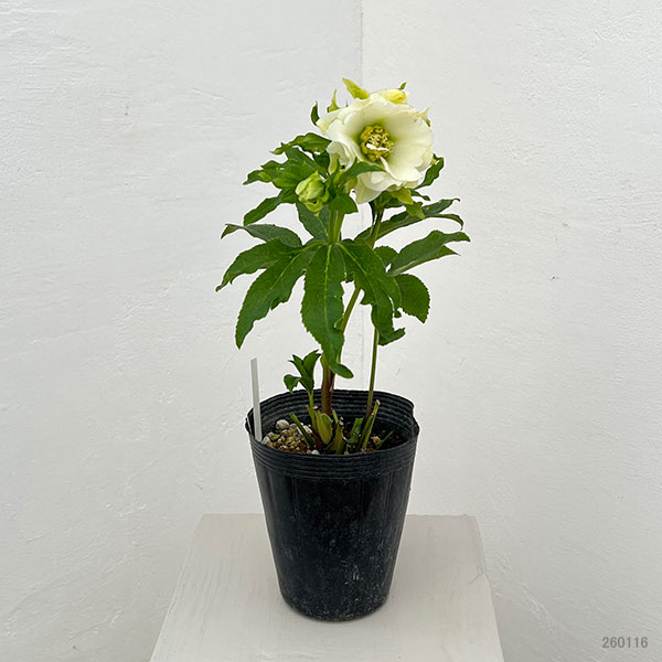 クリスマスローズ 開花株 シャルウィダンス ホワイト 太めネクタリ