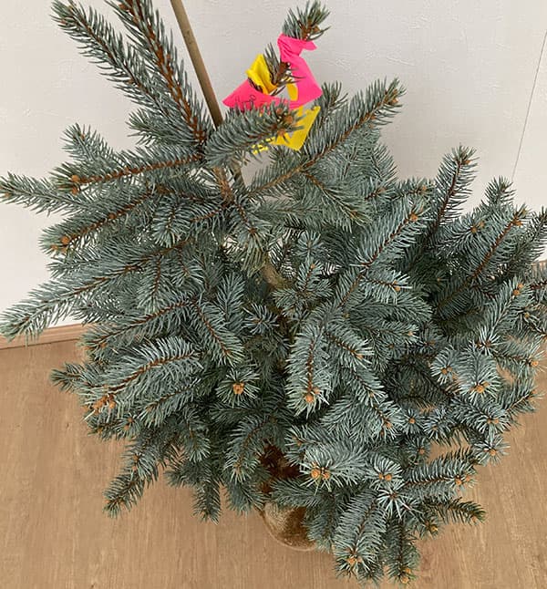 園芸ネット本店｜ピセアプンゲンス（プンゲンストウヒ）：ホプシー