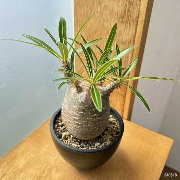 gixxer 【鉢ごと発送】3頭 パキポディウム・グラキリス発根済み 鉢ごと