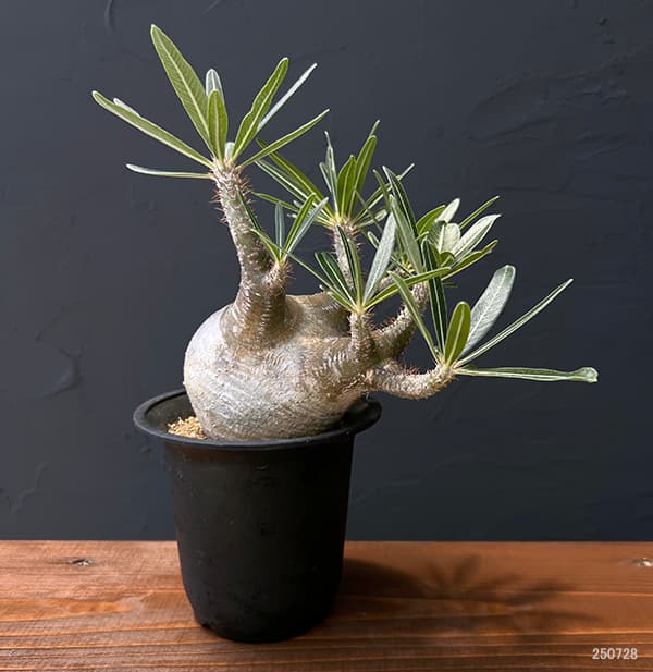 中型塊根植物 グラキリス 只今、 水耕管理中 多枝株 中型塊根植物