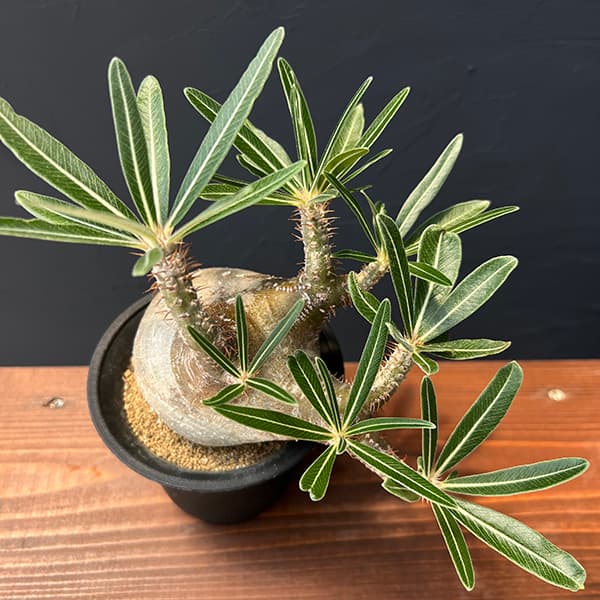 園芸ネット本店｜パキポディウム：グラキリス（多分枝・発根済み株）4