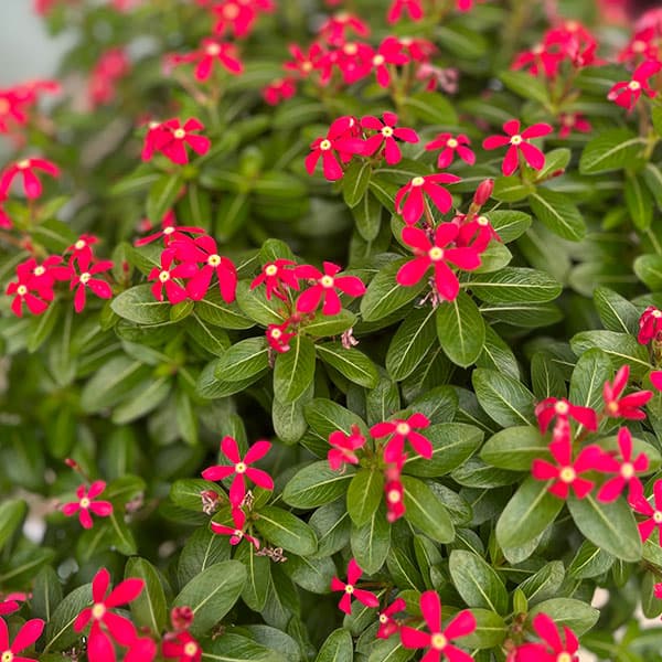 園芸ネット本店｜[26年5月中下旬予約]ニチニチソウ：夏花火 レッド3