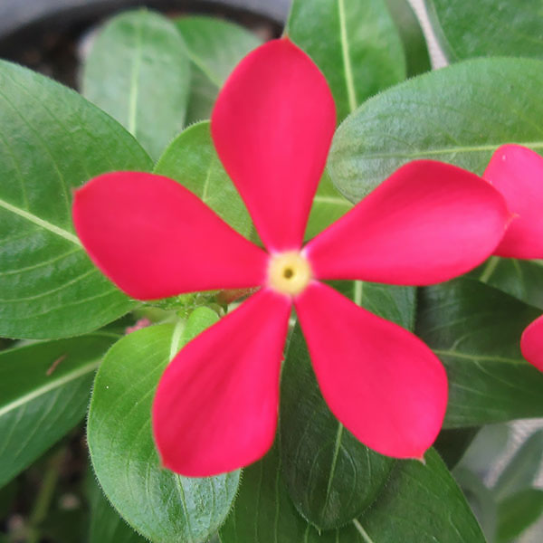 園芸ネット本店｜[26年5月中下旬予約]ニチニチソウ：夏花火 レッド3