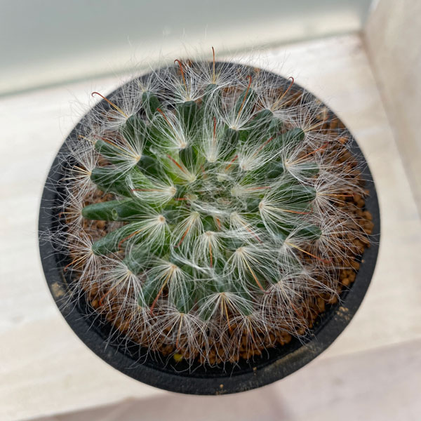 園芸ネット本店｜サボテン：多毛高砂 2.5号 の通販【公式】