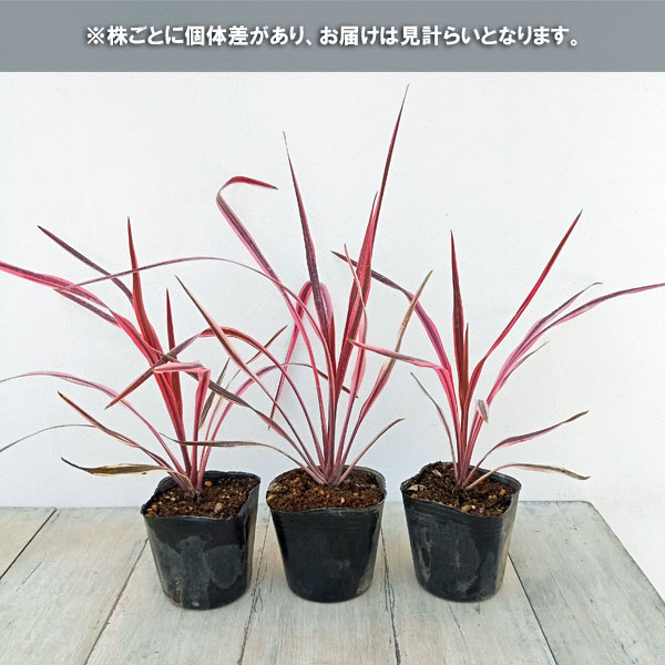 園芸ネット本店｜コルジリネ：サウザンスプレンダー3号ポット の通販