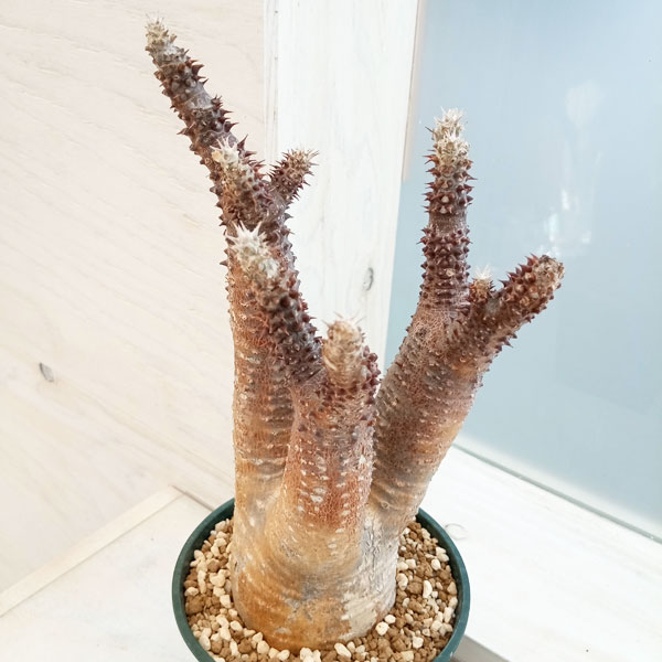 園芸ネット本店｜パキポディウム：マカイエンセ （魔界玉）4号23-01 の