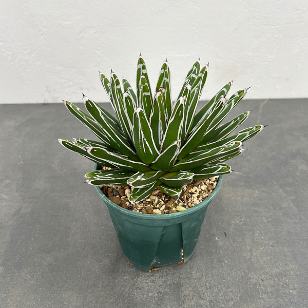 園芸ネット本店｜アガベ：笹の雪 5号23-03 の通販【公式】