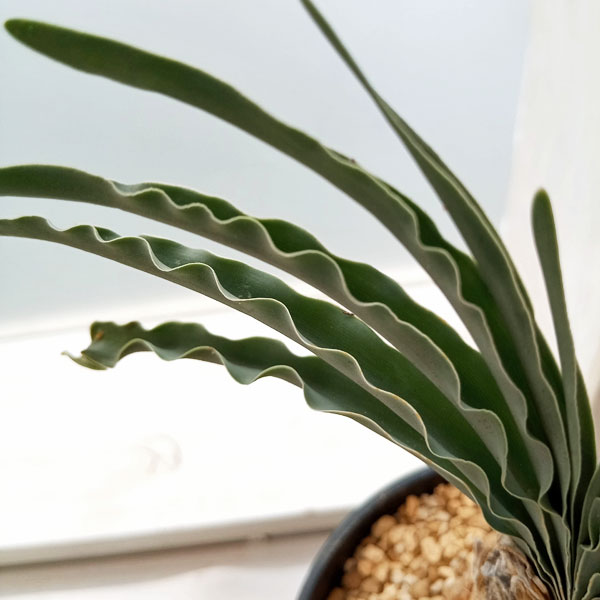 園芸ネット本店｜[ザ・ファームセレクト]ブーファン：ディスティチャ 4