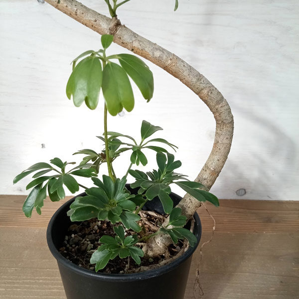 園芸ネット本店｜シェフレラ：レナータ 5号鉢植え の通販【公式】