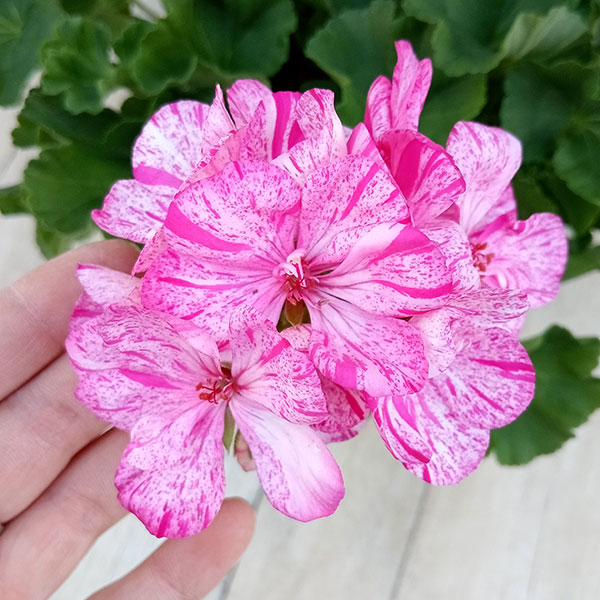 園芸ネット本店｜[26年3月中下旬予約]ゼラニウム：クオリティ