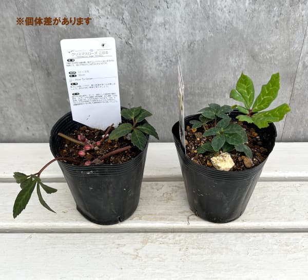 園芸ネット本店｜大和園さんのクリスマスローズ（原種系）：ニゲル