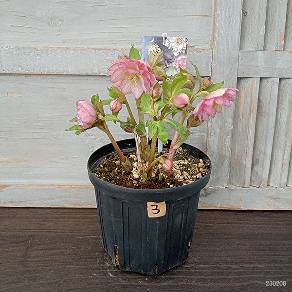 園芸ネット本店｜高正園さんのクリスマスローズ：23-25ダブル／6号