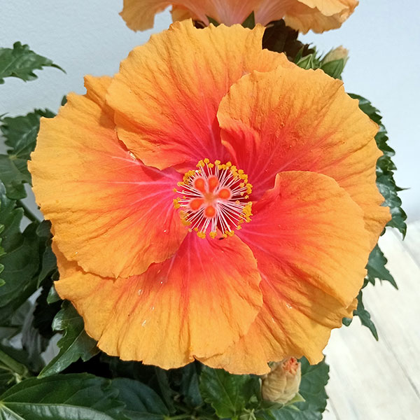 園芸ネット本店｜ハイビスカス（ニューロングライフ）：アポロガーデン