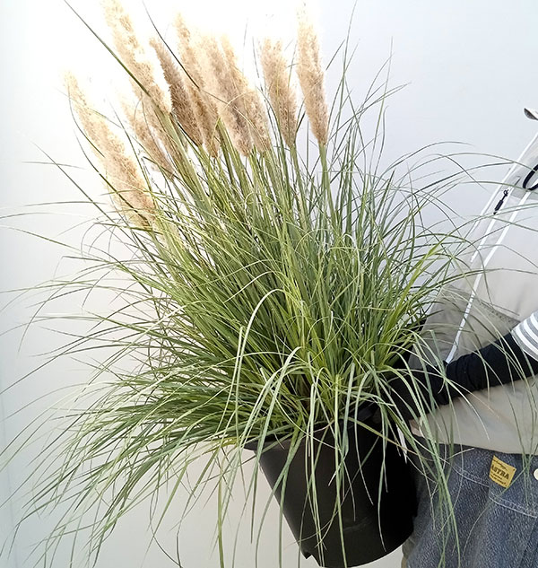 園芸ネット本店｜パンパスグラス：タイニーパンパス10号鉢植え の通販