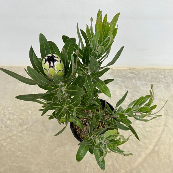 園芸ネット本店｜プロテア：クリームミンク 7号鉢植え25-01 の通販【公式】