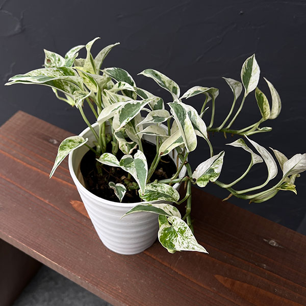 園芸ネット本店｜ポトス：エクセレント 4号鉢入り の通販【公式】