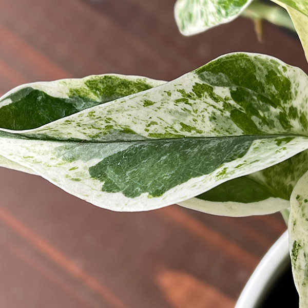 園芸ネット本店｜ポトス：エクセレント 4号鉢入り の通販【公式】