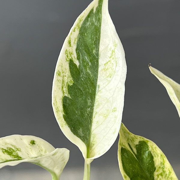 園芸ネット本店｜ポトス：エクセレント 4号鉢入り の通販【公式】