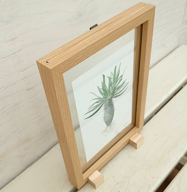 園芸ネット本店｜ボタニカルアート：パキポディウム ガラスフレーム