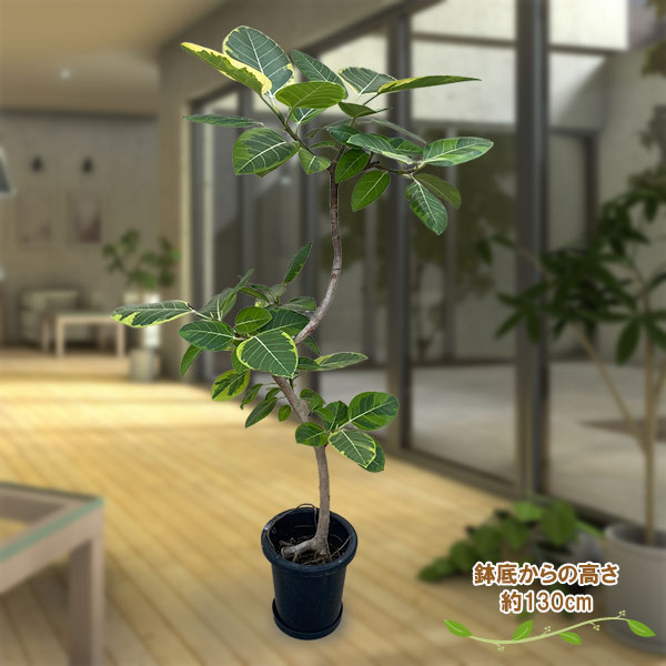 園芸ネット本店｜[送料無料]フィカス：アルテシマ 8号鉢植え（皿付き