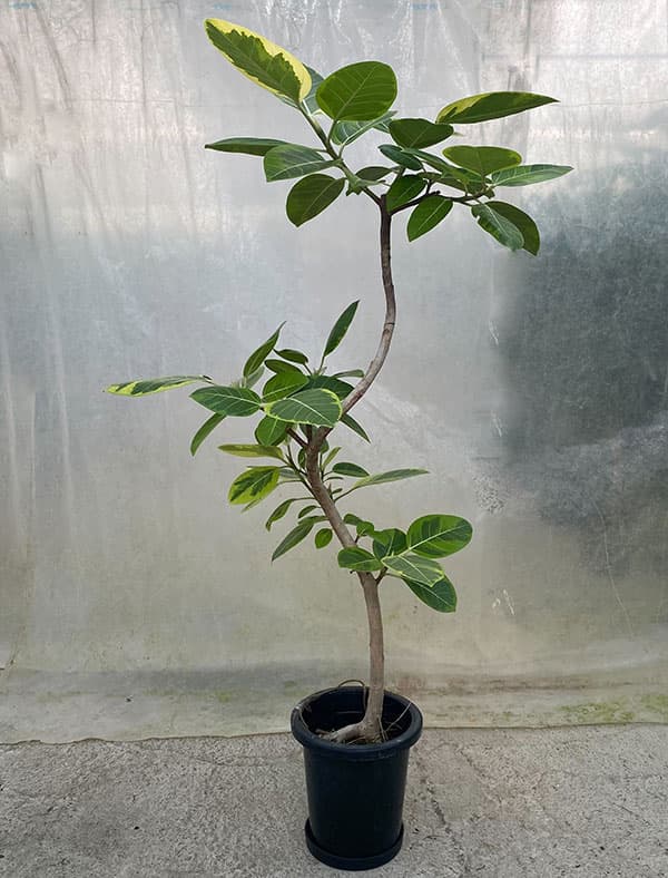 園芸ネット本店｜[送料無料]フィカス：アルテシマ 8号鉢植え（皿付き