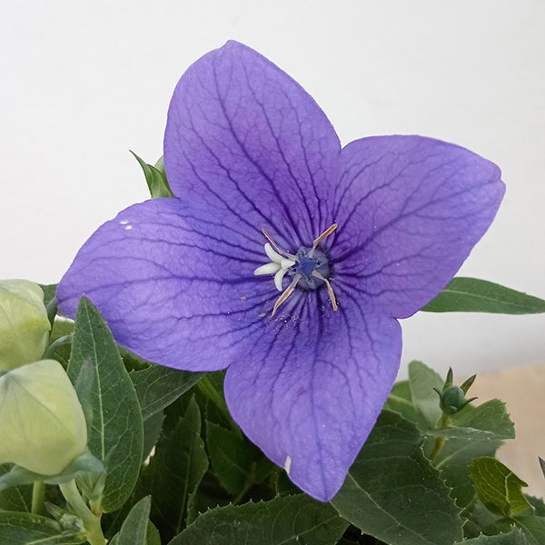 園芸ネット本店｜キキョウ（桔梗）：アストラ 2色植え4.5号ポットの2種