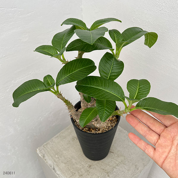 園芸ネット本店｜パキポディウム：ウィンゾリー（実生） 4号鉢植え23