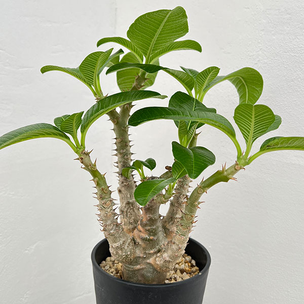 H*O様 パキポディウム ウィンゾリー 希少特大 サボテン 多肉植物 塊根