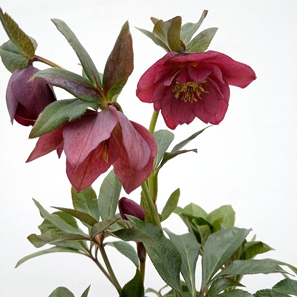 広瀬園芸 クリスマスローズ dd整形レッドブロッチ 開花株 現品 匿名