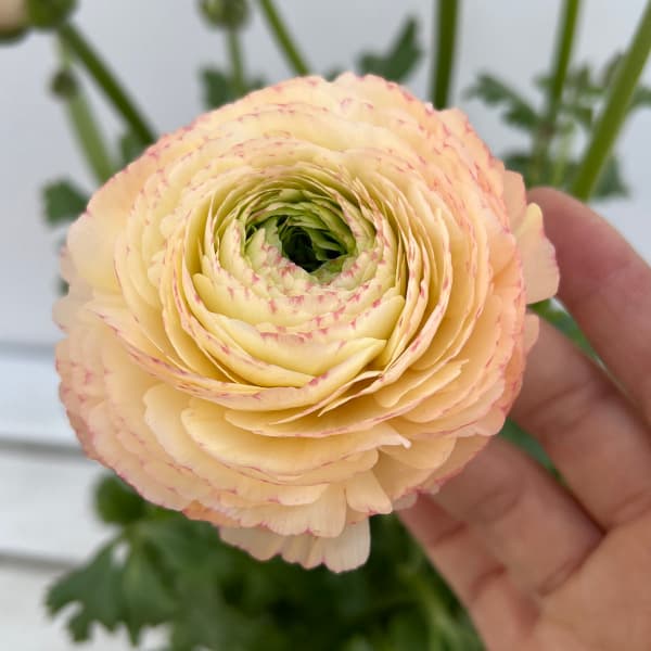 園芸ネット本店｜ラナンキュラス：サクセス トアレグ6号鉢植え の通販