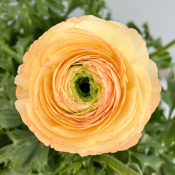 園芸ネット本店｜ラナンキュラス：サクセス トアレグ6号鉢植え の通販