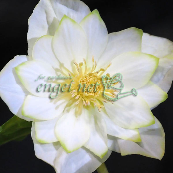 園芸ネット本店｜曽田園芸さんのクリスマスローズ：グリーンリップ