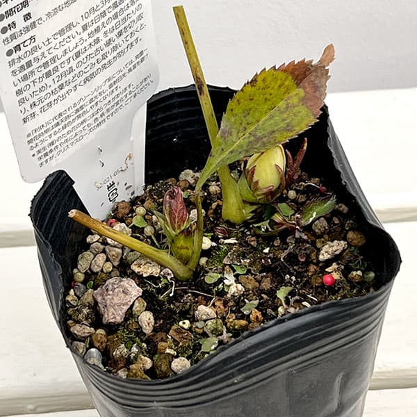 園芸ネット本店｜曽田園芸さんのクリスマスローズ：グリーンリップ