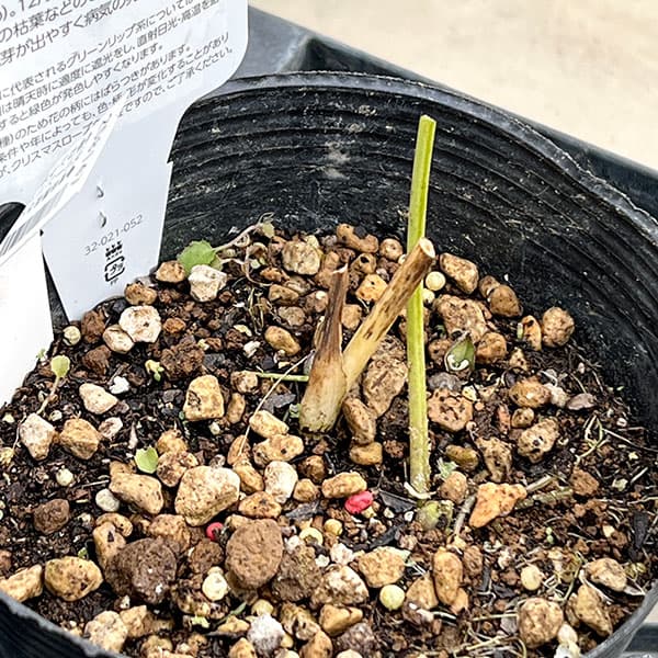 園芸ネット本店｜曽田園芸さんのクリスマスローズ：グリーンリップ