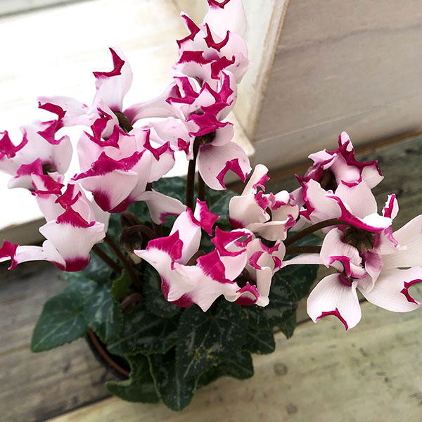 キムチ用冷蔵庫 ピンク花柄 ホワイト キムチ用冷蔵庫 ピンク花柄