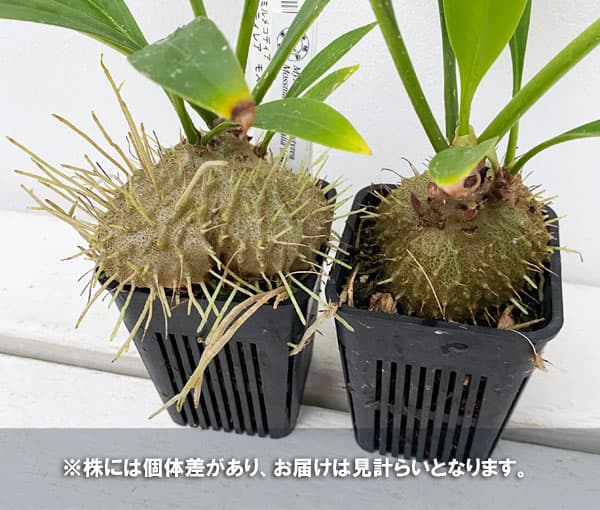 園芸ネット本店｜ミルメコディア：プラティレア モスマン（国内実生株