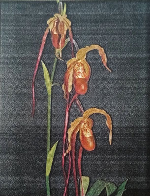 園芸ネット本店｜フラグミぺディウム：グランデ 4号 の通販【公式】