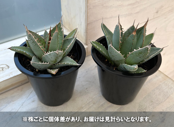 園芸ネット本店｜アガベ：パープソラム（帝釈天）4.5号 の通販【公式】