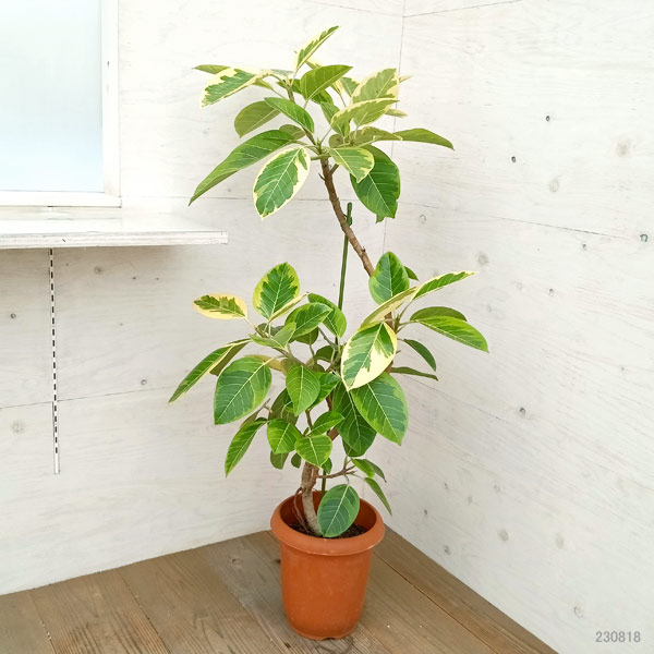 園芸ネット本店｜フィカス：アルテシマ（曲がり）8号鉢植え の通販【公式】
