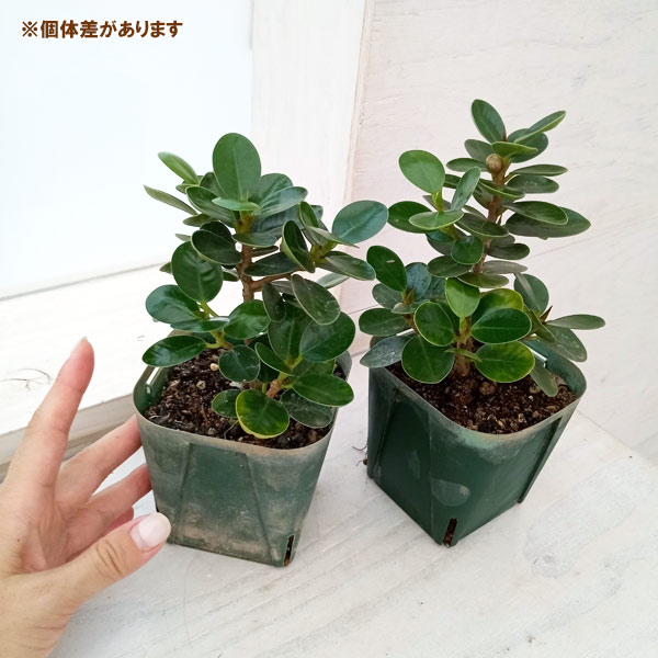 園芸ネット本店｜ガジュマル：ミニパンダガジュマル（コパンダ