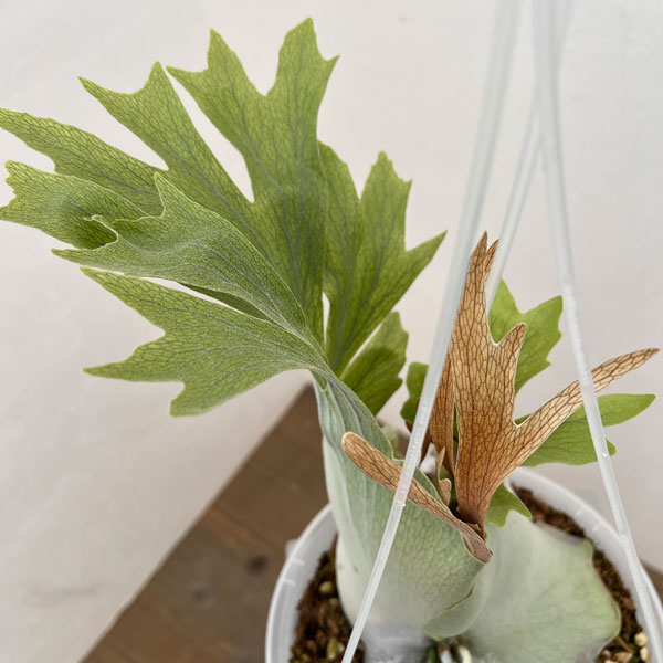 dwarf 15種 ビカクシダ 1月3日でけします。 dwarf 15種 ビカクシダ 1月