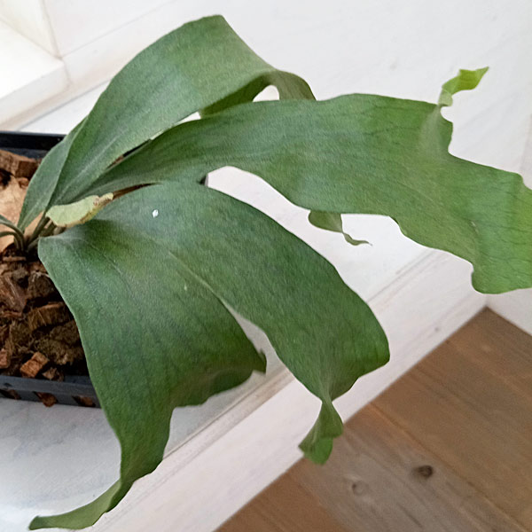 園芸ネット本店｜ビカクシダ（コウモリラン）：ヒリー スポアNo.22