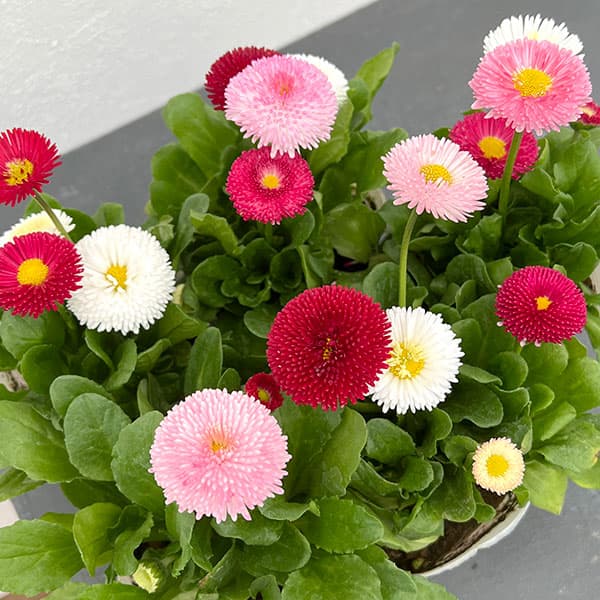 園芸ネット本店｜デージー：タッソー 花色ミックスポット3.5号ポット 3