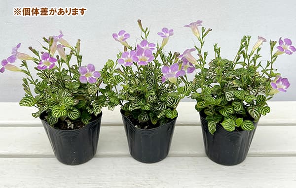 園芸ネット本店｜アシスタシア・ガンゲティカ・レティクラタ（赤道