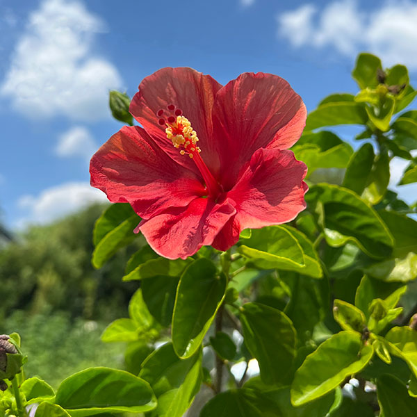 園芸ネット本店｜[26年6月中下旬予約]ハイビスカス：サンセットメロウ