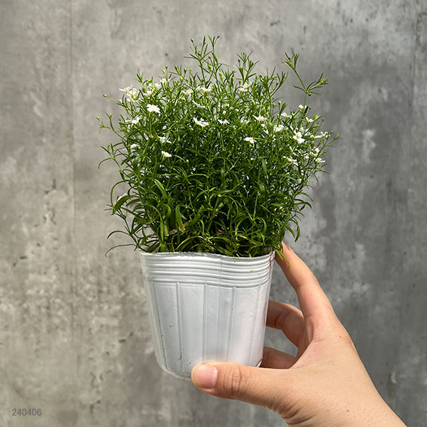 園芸ネット本店｜ジプソフィラ：ジプシーホワイト（ver.2）3-3.5号